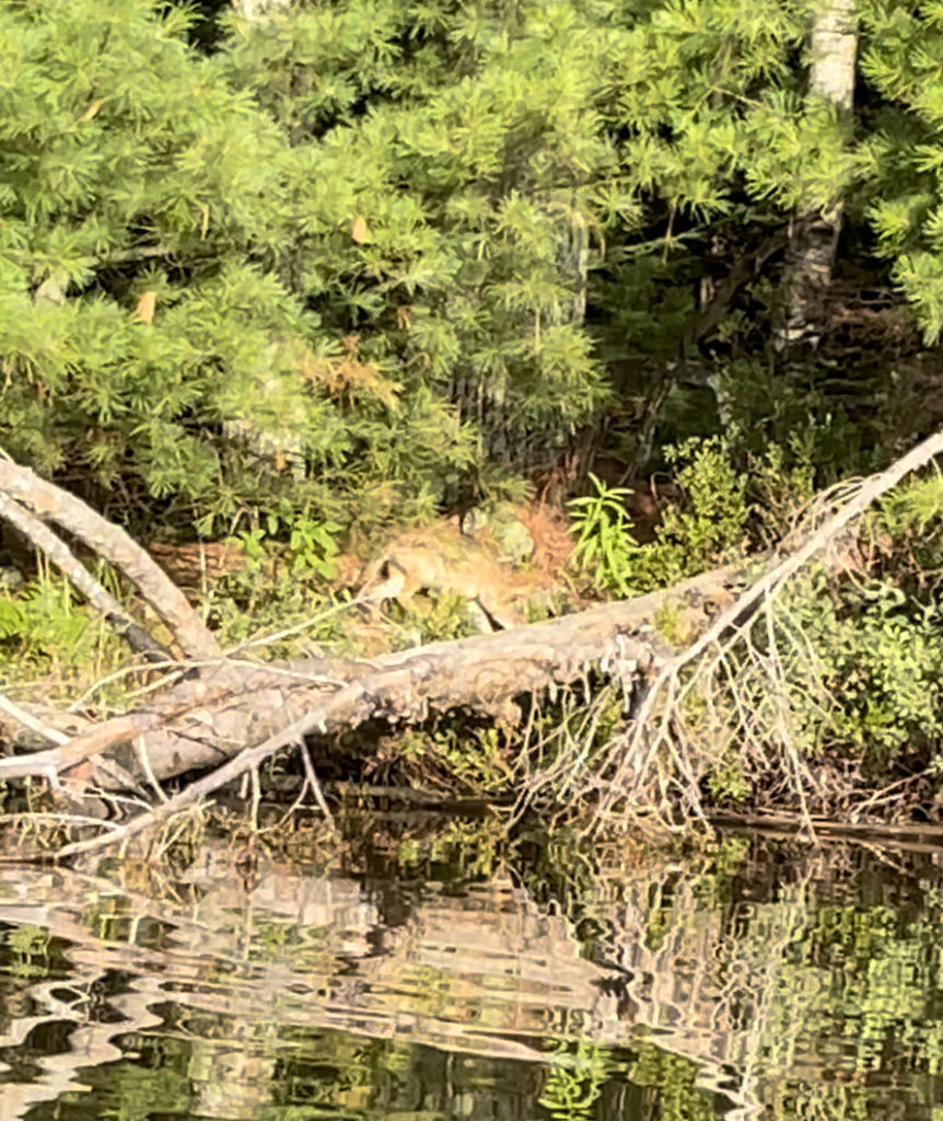 photo of coyote along the lake shoreline