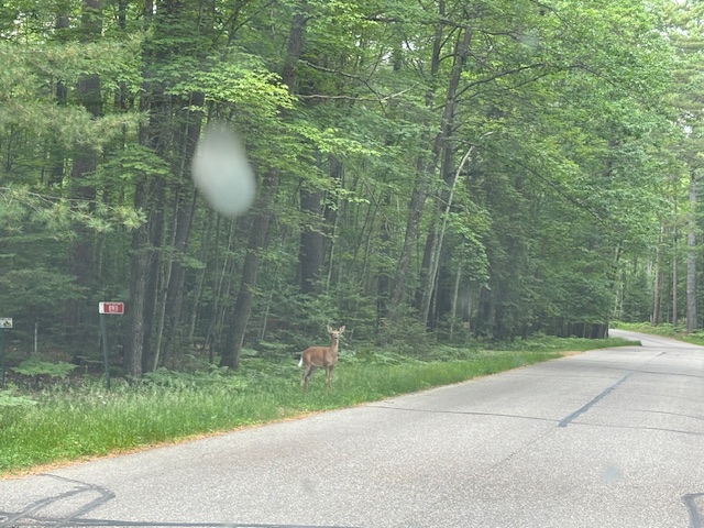 photo of deer near rural road