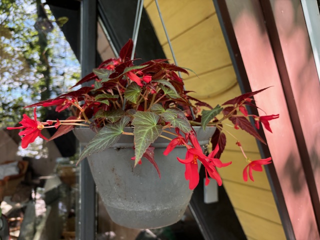 photo of hanging house plant with flowers