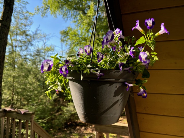 another photo of hanging house plant with flowers