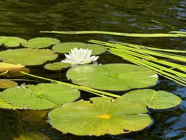 photo of white water lily and pads