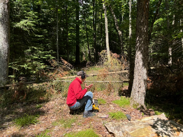 man in forest opening looking at trees down