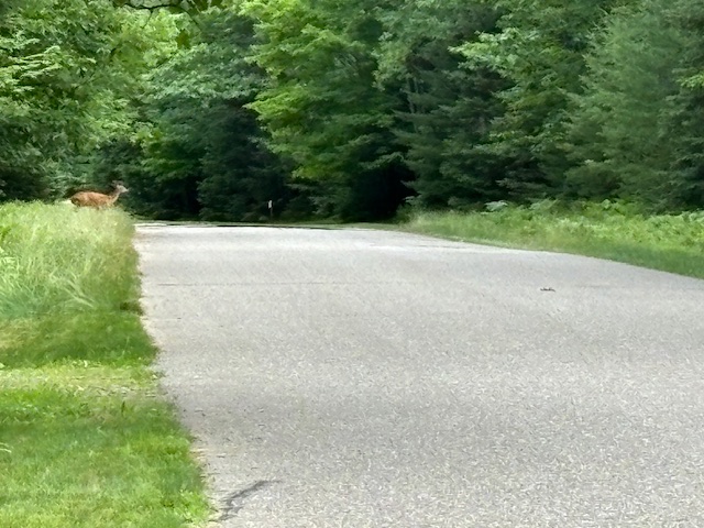 photo of deer about to jump across road