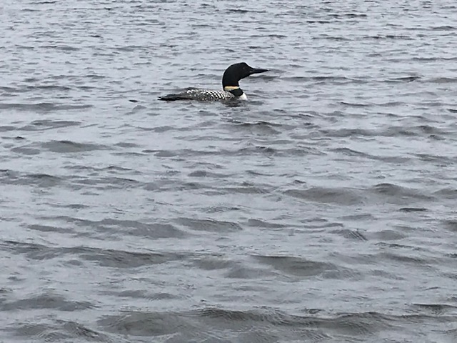 photo loon on lake