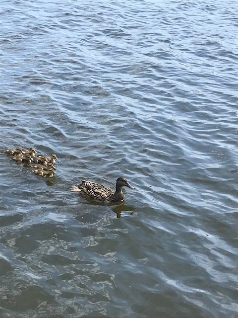 photo of mama duck with ducklings