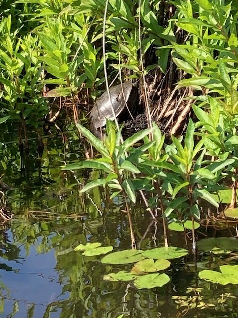 turtle by shore