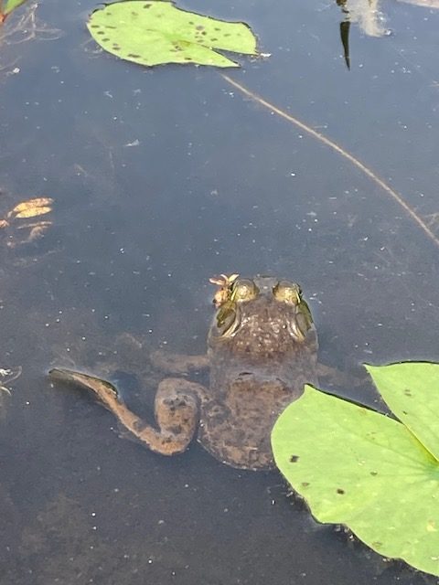 frog in shallow water