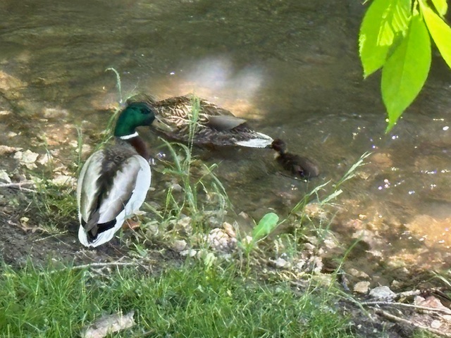 photo of mallard duck mama, papa, and baby