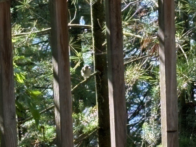 photo of bird between trees