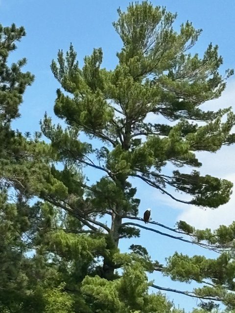 eagle in pine tree