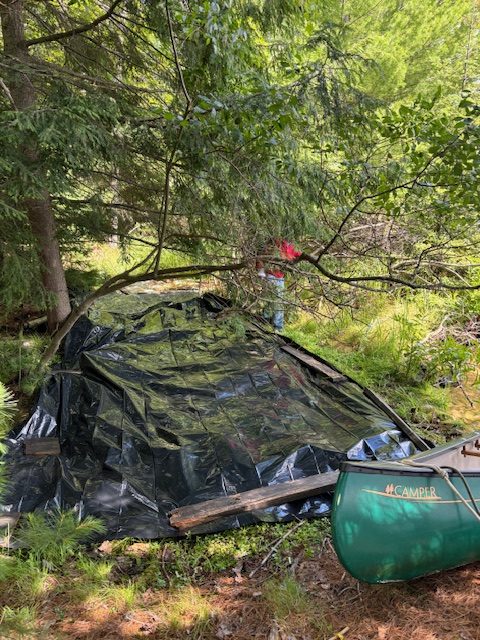 photo of tarp covering invasive species