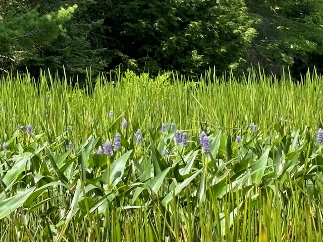 photo of pickerel weed