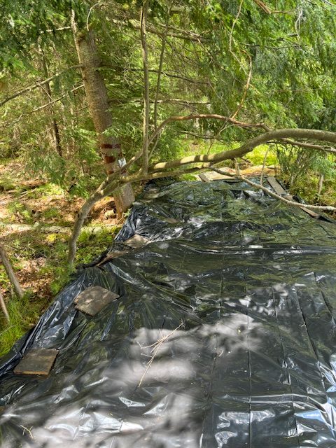 photo of tarp covering invasive species