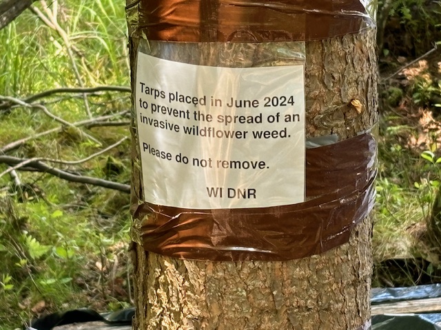 photo of homemade sign that says, " Tarps placed in June 2024 to prevent the spread of an invasive wildflower weed. Please do not remove. WI DNR"