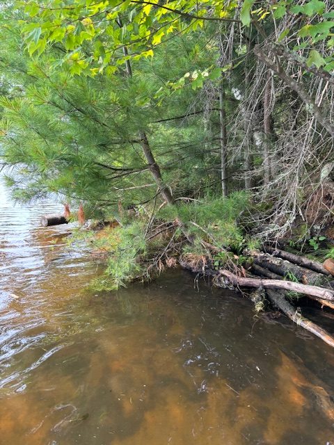 photo of log barrier at lake shoreline.