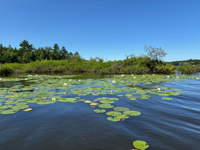 photo of waterlilies in bloom near bogs