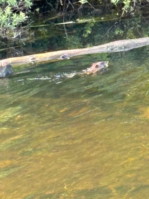 otter swimming near log