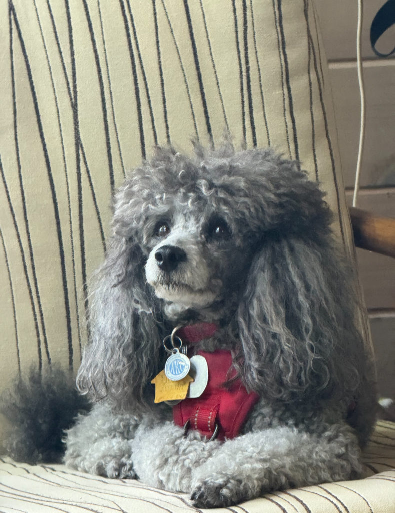 photo of dog "Luca" resting on a chair