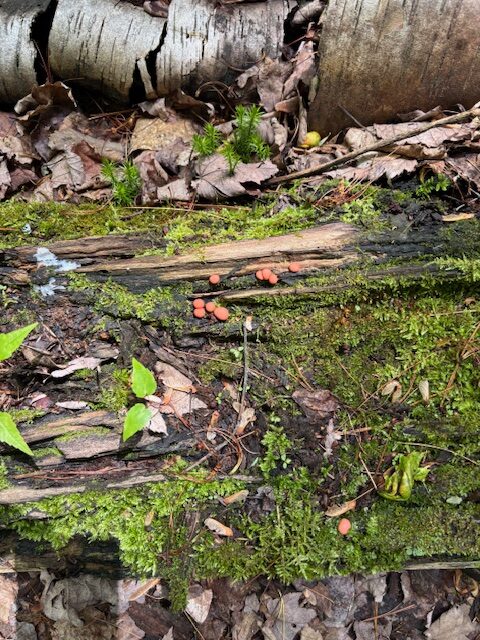 mushrooms on an decaying log