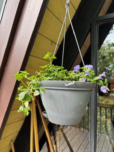 photo of hanging plant