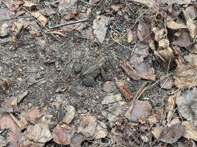 toad on ground with leaves around it