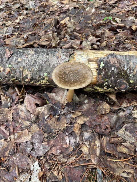 mushroom day 3