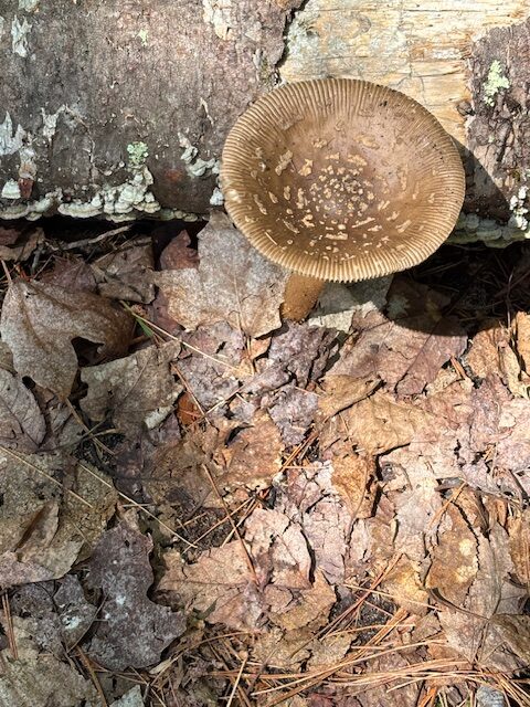 mushroom day 4