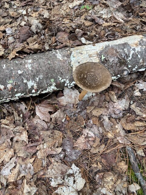 mushroom day 2