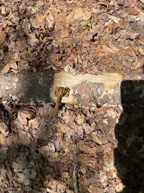 mushroom day 1